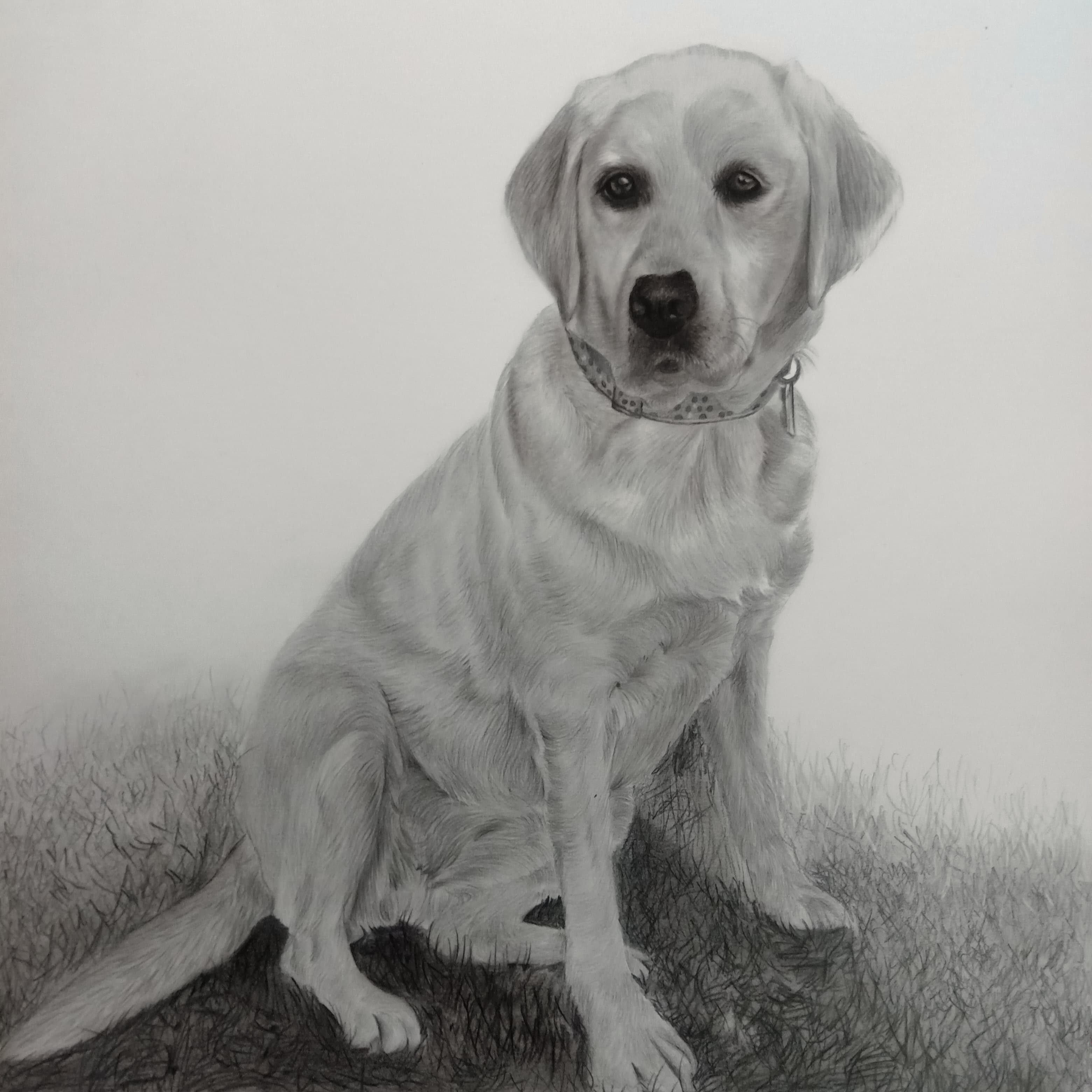 Playful Pet Portrait